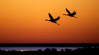 Dawn Flight of the Whooping Cranes