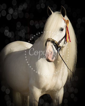 6V9A8878-Edit-2