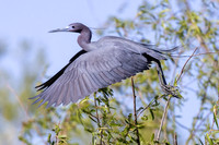 KBP_0551 Little Blue Heron in Flight