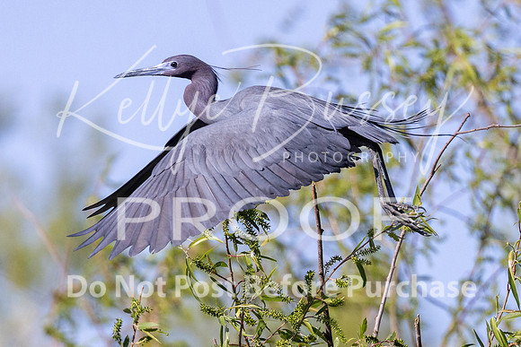 KBP_0551 Little Blue Heron in Flight
