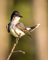 Western Kingbird