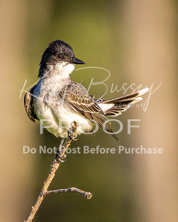 Western Kingbird