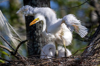 KBP_0608 Great Egret Nestling testing its wings