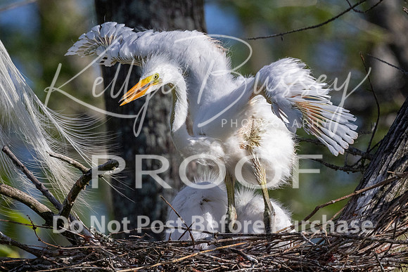 KBP_0608 Great Egret Nestling testing its wings
