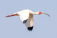 KBP_1421 White Ibis in Flight
