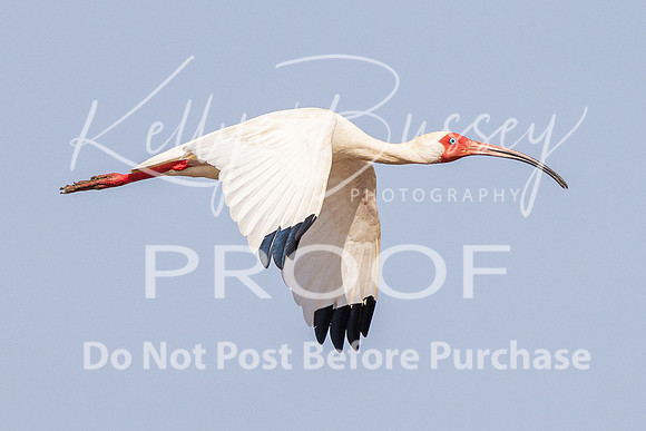 KBP_1421 White Ibis in Flight
