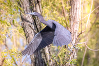 KBP_1404 Little Blue Heron
