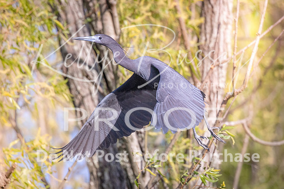 KBP_1404 Little Blue Heron