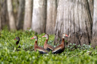 KBP_0969 Black-bellied Whistling Ducks