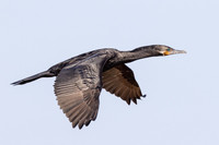 KBP_1536 Double Crested Cormorant