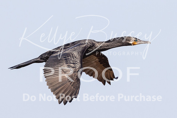 KBP_1536 Double Crested Cormorant
