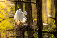 KBP_1771 Great Egret at the Nest