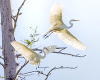 KBP_2377-Edit  Great Egrets