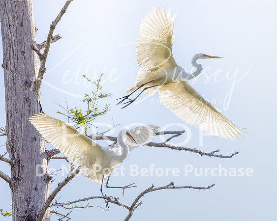 KBP_2377-Edit  Great Egrets