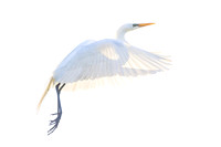 KBP_2546 Great Egret Ascending