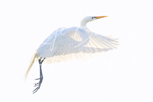 KBP_2546 Great Egret Ascending