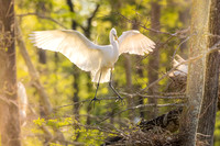 KBP_2419 Great Egret in Morning Light