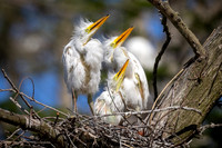 KBP_3061 Great Egret Nestlings Watching for Mom and Dad