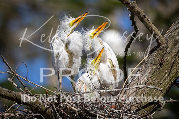 KBP_3061 Great Egret Nestlings Watching for Mom and Dad