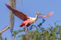 KBP_3563 Roseate Spoonbill