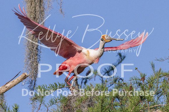 KBP_3563 Roseate Spoonbill