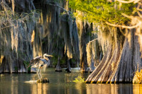 KBP_3602-Edit Great Blue Heron in the Cypress Swamp