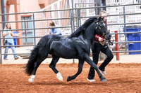 071 & 271 Section C Stallions 5 & Over