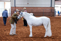 054 & 254 Section A Gelding CH and RSCH