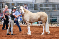 078 & 278 Section D Mares 5 & Over