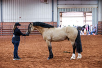 085 & 285 Section D Senior CH Stallion and RCH