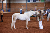 057 & 257 Section B Gelding CH & RsCH