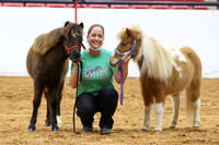 12. Mini Horse - Open Halter Obstacles