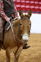 7. Donkey/Mule - Western Pleasure WT