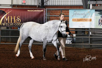 230 Welsh Jr Handler 13-17