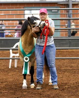 2021 SC Regional Welsh Pony & Cob Show