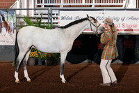 159-161 Section B Geldings