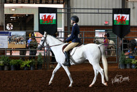 244 & 245 English Pleasure, Half-Welsh,PB - Jr