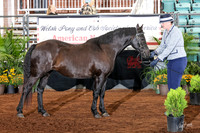 172-174 Half-Welsh/Partbred 3 & Over