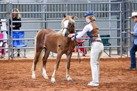 068 & 268 Section C 2 Yr Old Colts