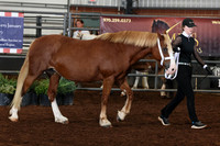136 Section D, 5 & Over Mare