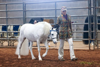 053 & 253 Section A Gelding 3 & Over