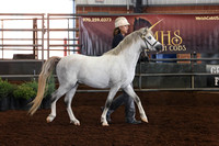 103 Section A, 2 Year Old