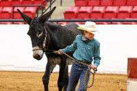 8. Donkey Mule Horse - In Hand Barrel Race