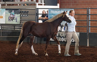 102 Section B, Yearling & Under