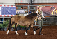 129 Section A, 5 & Over Yield Mares