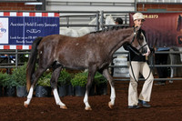 169-171 Half-Welsh/Partbred 2 & Under