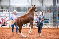 074 & 274 Section D Yearling & Under Fillies