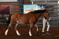 162-164 Section C Geldings