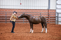 060 & 260 Supreme and Reserve CH Gelding