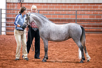 089 & 289 Section A Jr CH Filly and RCH
